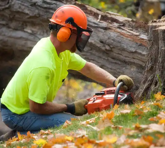 tree services Algodones